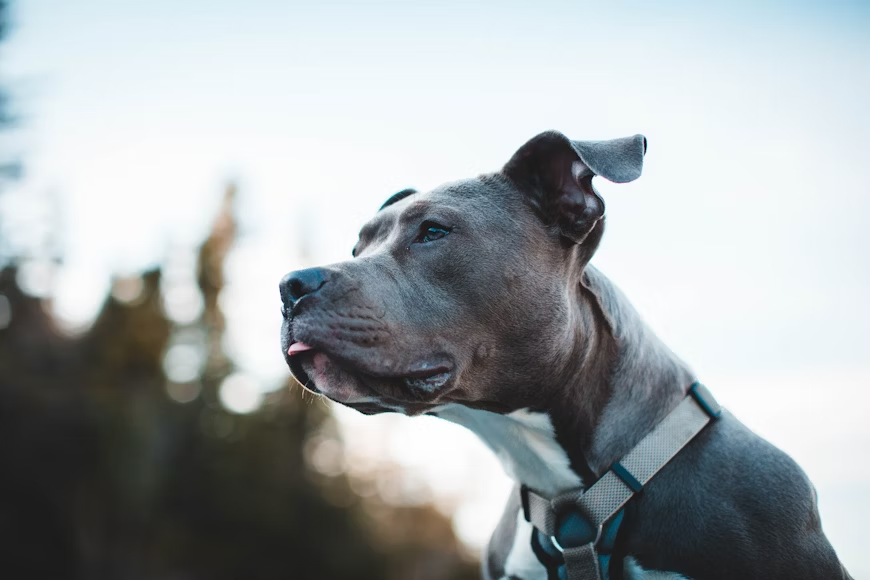 Top 5 Common Causes of Skin Issues in Pitbulls Top 5 Common Causes of Skin Issues in Pitbulls