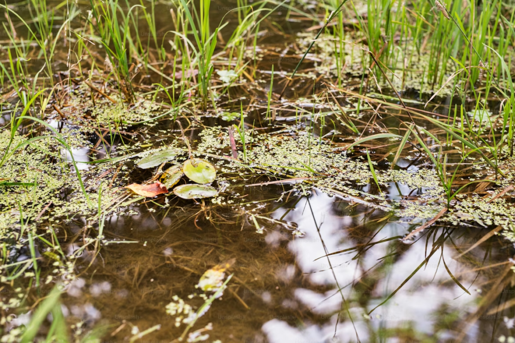 Smart and Reliable Way to Fix Waterlogged Gardens Ardent Utilities Smart and Reliable Way to Fix Waterlogged Gardens Ardent Utilities